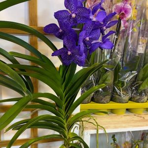 Alternative view of Ванда XXL #161