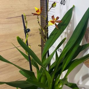 Alternative view of Камбрия Ароматна #7005