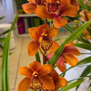 Цимбидиум  #13