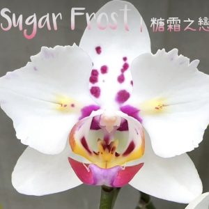 Peloric – Sugar Frost 1.7″ #141