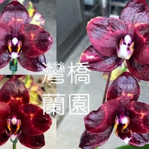 Phal. Mainshow Blackberry  / 2.5″#178