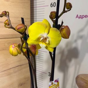 Фаленопсис 2 цв. #150