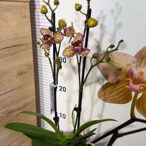 Alternative view of Фаленопсис 2 цв. #148