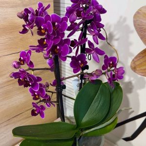 Alternative view of Фаленопсис 2цв.  #83