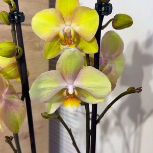 ТОП Цена!!Фаленопсис 2цв.  #92