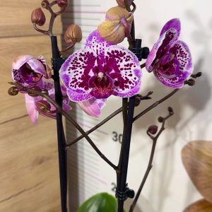 ТОП Цена!!Фаленопсис 2цв.  #90