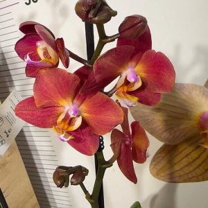 Фаленопсис 2цв.  #85