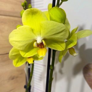 ТОП Цена!!Фаленопсис 2цв.  #91