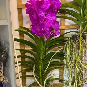 Alternative view of Ванда XXL #163