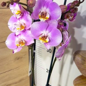 ТОП Цена!!Фаленопсис 2цв.  #94