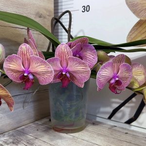 Фаленопсис Каскаден   #180