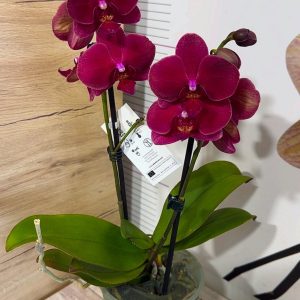 Alternative view of ТОП Цена!!Фаленопсис 2цв.  #100