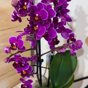 Фаленопсис 2цв.  #83