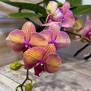 Фаленопсис Каскаден   #183