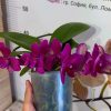Фаленопсис Каскаден   #182