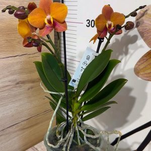 Alternative view of Фаленопсис 2цв.  #81