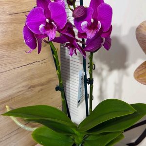 Alternative view of ТОП ЦЕНА !! Фаленопсис 2цв.  #84