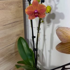 Alternative view of ТОП Цена!!Фаленопсис 2цв.  #101