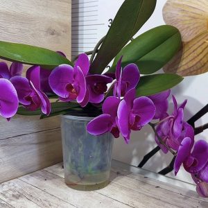 Alternative view of Фаленопсис Каскаден   #184