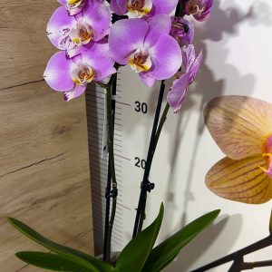 Alternative view of ТОП Цена!!Фаленопсис 2цв.  #94