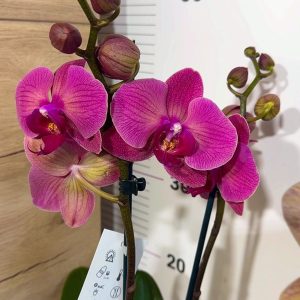 ТОП Цена!!Фаленопсис 2цв.  #93