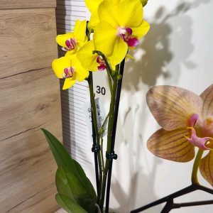 Alternative view of ТОП Цена!!Фаленопсис 2цв.  #89