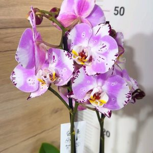 ТОП Цена!!Фаленопсис 2цв.  #98