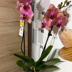 Alternative view of ТОП Цена!!Фаленопсис 2цв.  #103