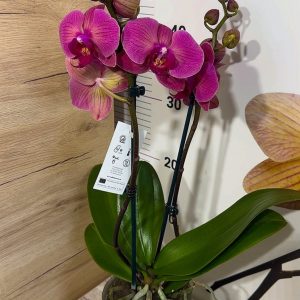 Alternative view of ТОП Цена!!Фаленопсис 2цв.  #93