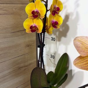 Alternative view of ТОП Цена!!Фаленопсис 2цв.  #98