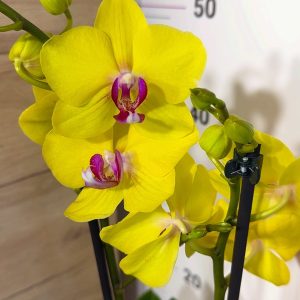ТОП Цена!!Фаленопсис 2цв.  #89
