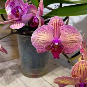 Alternative view of Фаленопсис Каскаден   #183