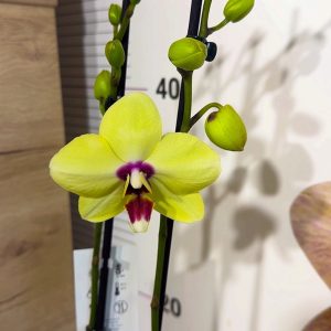 ТОП Цена!!Фаленопсис 2цв.  #86