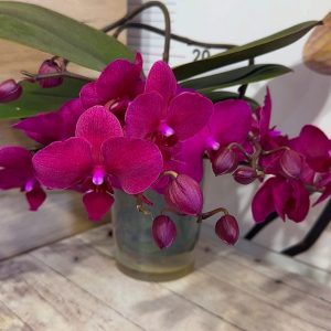 Alternative view of Фаленопсис Каскаден   #182