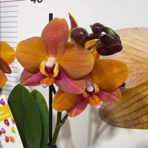 Фаленопсис 2цв.  #81