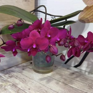 Фаленопсис Каскаден   #182
