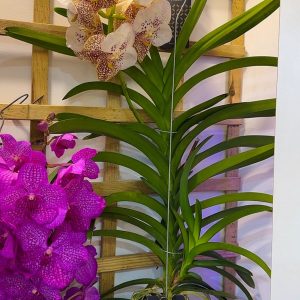 Alternative view of Ванда XXL #163