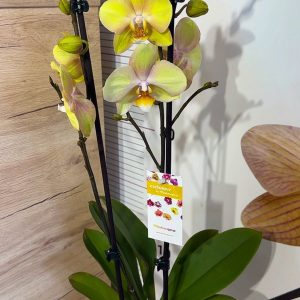 Alternative view of ТОП Цена!!Фаленопсис 2цв.  #92