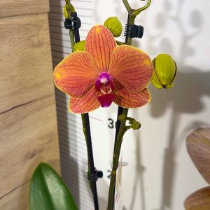 ТОП Цена!!Фаленопсис 2цв.  #101