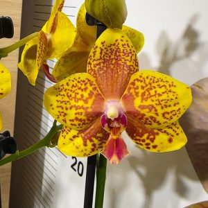 ТОП Цена!!Фаленопсис 2цв.  #87