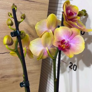 ТОП Цена!!Фаленопсис 2цв. #102