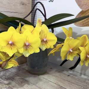 Alternative view of Фаленопсис Каскаден   #181