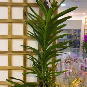 Alternative view of Ванда XXL #161