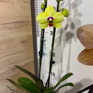 Alternative view of ТОП Цена!!Фаленопсис 2цв.  #86