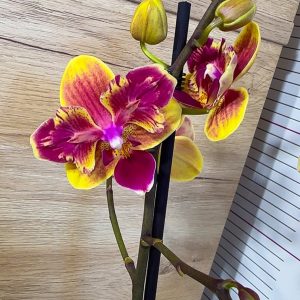 Фаленопсис 2цв.  Пелорик  #103