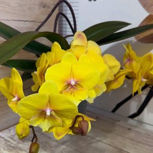 Фаленопсис Каскаден   #181