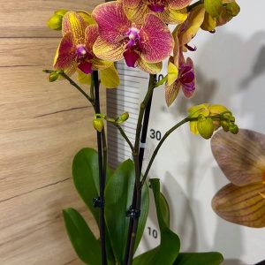 Alternative view of ТОП Цена!!Фаленопсис 2цв.  #96