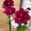 ТОП Цена!!Фаленопсис 2цв.  #100