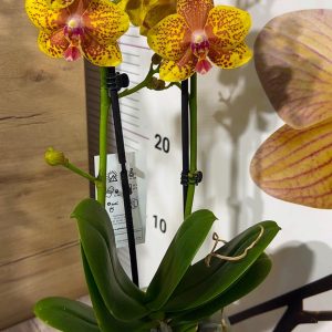 Alternative view of ТОП Цена!!Фаленопсис 2цв.  #87