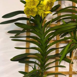 Alternative view of Ванда XXL #162